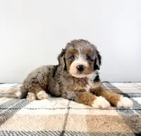 Agnes, a female Miniature Bernedoodle for sale in Indianapolis, IN – 1 of 5