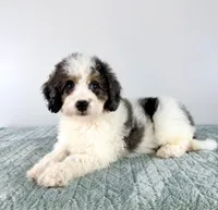 Dave, a male Miniature Bernedoodle for sale in Indianapolis, IN – 2 of 5