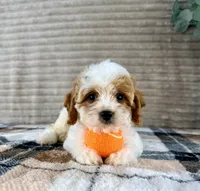 Nemo, a male Cavapoo for sale in Indianapolis, IN – 2 of 5