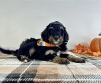 Sirius, a male Miniature Bernedoodle for sale in Indianapolis, IN – 2 of 5