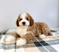 Kevin, a male Miniature Bernedoodle for sale in Indianapolis, IN – 3 of 5