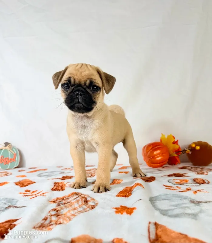 Frank – Pug puppy for sale in Indianapolis, IN