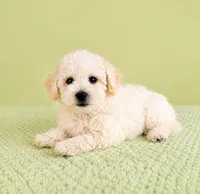 Bo , a male Bichon Frise for sale in Indianapolis, IN – 5 of 5