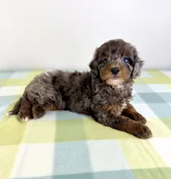 Bo Peep, a female Miniature Bernedoodle for sale in Indianapolis, IN – 4 of 6