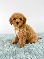Maple, a female Cavapoo for sale in Indianapolis, IN – 4 of 6