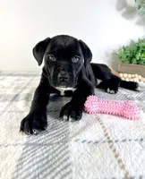 processed/648a52e0-5251-41cb-838c-03651bbcc746/listing/a17b2933-5cd0-4d04-a70a-070c2f60ede9/97825d83-7fe2-4080-83ba-312001a03033