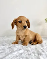 AKC Dexter, a male Miniature Dachshund for sale in Indianapolis, IN – 3 of 6