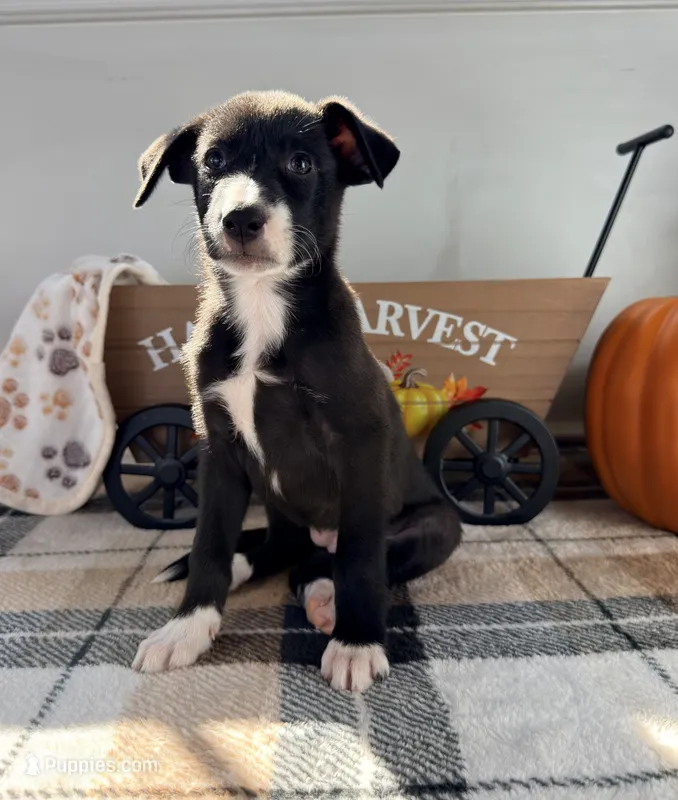 Maple – Border Collie puppy for sale in Indianapolis, IN