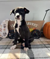 Maple, a female Border Collie for sale in Indianapolis, IN – 1 of 5