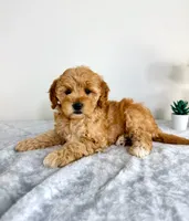 Goldie, a female Miniature Goldendoodle for sale in Indianapolis, IN – 3 of 5