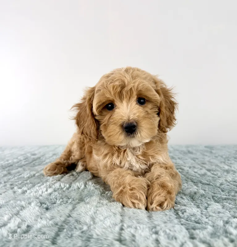 Honey – Cavapoo puppy for sale in Indianapolis, IN