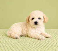 Belle, a female Bichon Frise for sale in Indianapolis, IN – 3 of 5