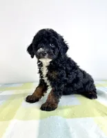 Jessie, a female Miniature Bernedoodle for sale in Indianapolis, IN – 3 of 5
