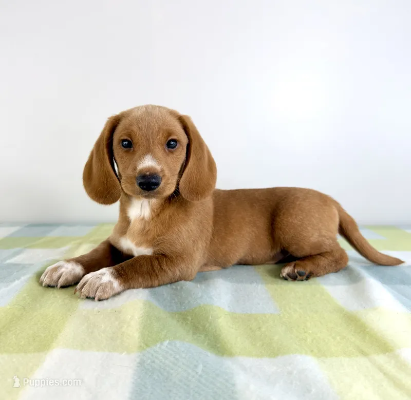 Ollie – Pembroke Welsh Corgi, Miniature Dachshund puppy for sale in Indianapolis, IN