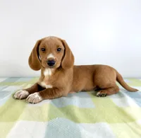 Ollie, a male Pembroke Welsh Corgi and Miniature Dachshund for sale in Indianapolis, IN – 1 of 5