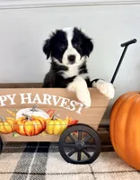 Pumpkin, a female Border Collie for sale in Indianapolis, IN – 4 of 5