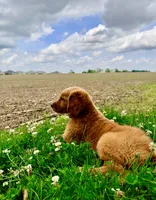 Ruby, a female Golden Retriever for sale in Indianapolis, IN – 5 of 5