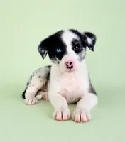 River, a male Australian Cattle Dog and Australian Shepherd for sale in Indianapolis, IN – 2 of 5