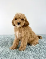 Biscuit, a male Cavapoo for sale in Indianapolis, IN – 5 of 5