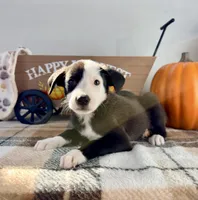 Honey, a female Border Collie for sale in Indianapolis, IN – 3 of 5