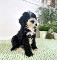 Freddy, a male Miniature Bernedoodle for sale in Indianapolis, IN – 4 of 7