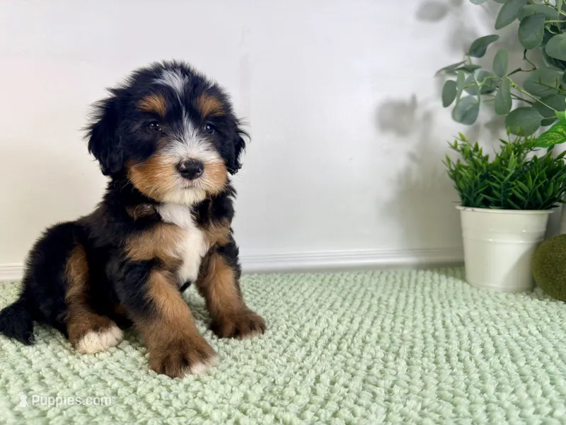 Chucky – Miniature Bernedoodle puppy for sale in Indianapolis, IN
