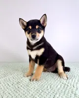 Mushu , a male Shiba Inu for sale in Indianapolis, IN – 2 of 7