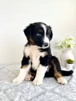 Lassie, a female Australian Shepherd for sale in Indianapolis, IN – 2 of 5
