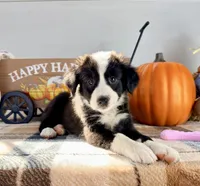 Pumpkin, a female Border Collie for sale in Indianapolis, IN – 3 of 5