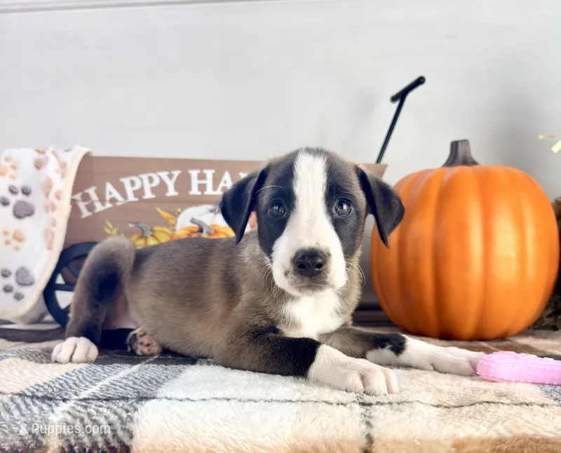 Cinnamon – Border Collie puppy for sale in Indianapolis, IN