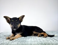 Xena, a female Australian Cattle Dog and German Shepherd Dog for sale in Indianapolis, IN – 2 of 5