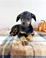 Kingston, a male Doberman Pinscher for sale in Indianapolis, IN – 4 of 4