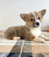 CKC Rio, a female Pembroke Welsh Corgi for sale in Indianapolis, IN – 1 of 5