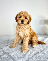 Goldie, a female Miniature Goldendoodle for sale in Indianapolis, IN – 5 of 5