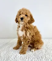 Sunshine, a female Miniature Goldendoodle for sale in Indianapolis, IN – 5 of 5