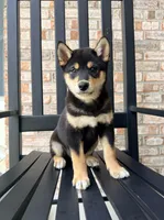 Shang, a male Shiba Inu for sale in Indianapolis, IN – 2 of 6