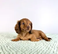AKC Dexter, a male Miniature Dachshund for sale in Indianapolis, IN – 5 of 5