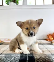 CKC Hobie, a male Pembroke Welsh Corgi for sale in Indianapolis, IN – 5 of 5