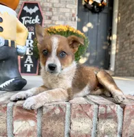 Maverick, a male Australian Cattle Dog for sale in Indianapolis, IN – 4 of 5