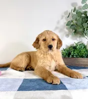 AKC Gracie, a female Golden Retriever for sale in Indianapolis, IN – Photo 3 of 5