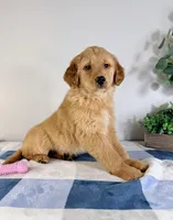 AKC Gracie, a female Golden Retriever for sale in Indianapolis, IN – Photo 5 of 5