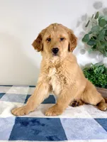 AKC Gracie, a female Golden Retriever for sale in Indianapolis, IN – Photo 2 of 5