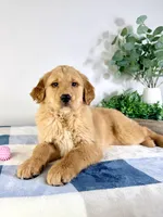 AKC Gracie, a female Golden Retriever for sale in Indianapolis, IN – Photo 4 of 5