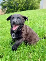 Brooke, a female Australian Cattle Dog and German Shepherd Dog for sale in Indianapolis, IN – 4 of 4