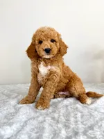 Gunther, a male Miniature Goldendoodle for sale in Indianapolis, IN – 2 of 6