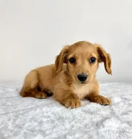 AKC Dexter, a male Miniature Dachshund for sale in Indianapolis, IN – 4 of 6