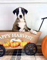 Cinnamon, a female Border Collie for sale in Indianapolis, IN – 5 of 5
