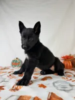 AKC Nova, a female German Shepherd Dog for sale in Indianapolis, IN – 4 of 5