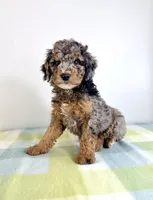 Buzz, a male Miniature Bernedoodle for sale in Indianapolis, IN – 3 of 5