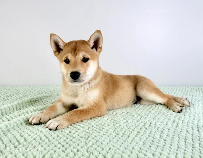 Lucy – Shiba Inu puppy for sale in Indianapolis, IN
